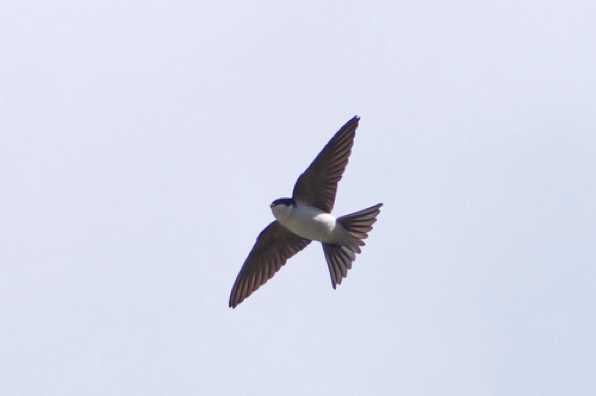 23 May 2020 - 15-27-34 
The housemartins are back nest building at our neighbours. Catching them in a decent snap is not the easiest of tasks. 
--------------------
Housemartin in flight over Dartmouth